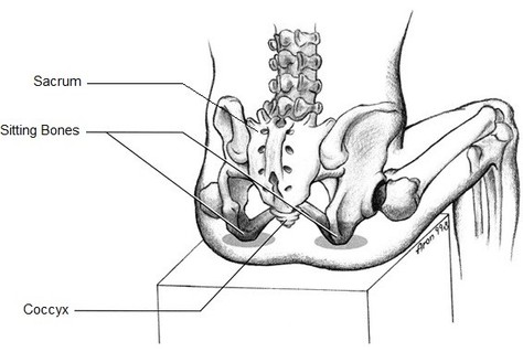 Skeletal Back Diagram